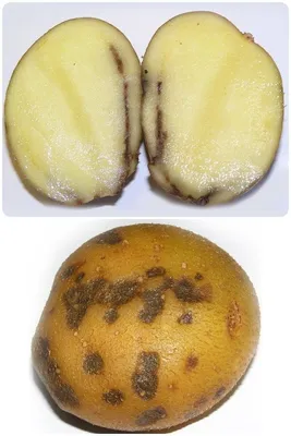 Самые распространенные вредители и болезни картошки | Полезная грядка | Дзен