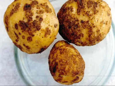 Болезни клубней картофеля | Идеи для блюд, Картофель