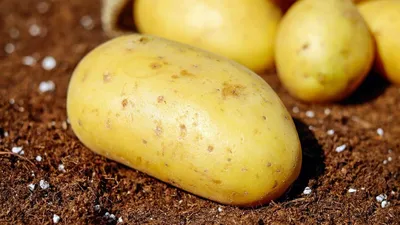 ТОП-6 признаков пригодности картофеля в пищу