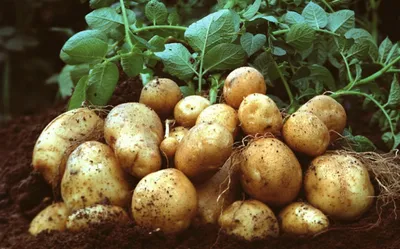 Семенной картофель: болезни, которые мешают высоким урожаям, часть 1