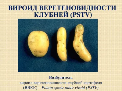 Испорченные Rotten картофель. Болезнь клубней болезнью. Картошка зараженная  с грибковым заболеванием Стоковое Фото - изображение насчитывающей болезнь,  стерильно: 210001048