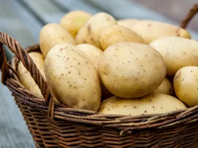 Железистая пятнистость картофеля: причины болезни, профилактические меры