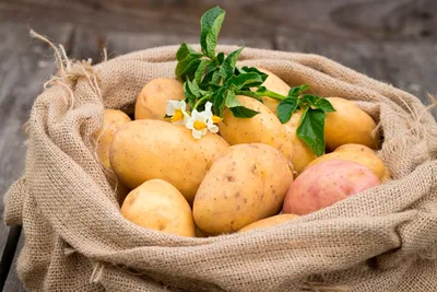 Болезни картофеля: описание с фотографиями, способы лечения, профилактика