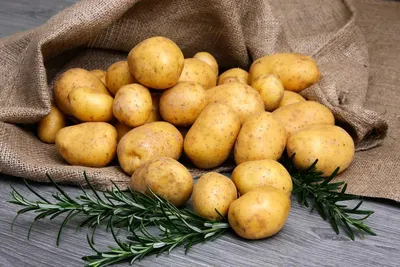 Почему картофель плохо хранится зимой – самые частые болезни клубней | На  грядке (Огород.ru)