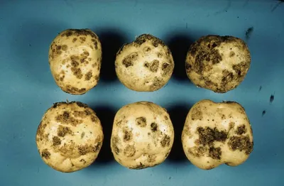 Болезни картофеля: фото, описание и лечение