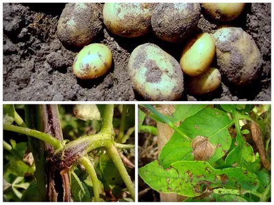 Болезни листьев картофеля фото и лечение фото