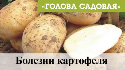 Фитофтороз картофеля