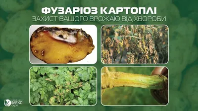 Болезни картофеля и меры борьбы с ними