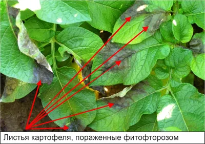 Ботва картофеля покрылась пятнами: выясняем причину и спасаем урожай | На  грядке (Огород.ru)