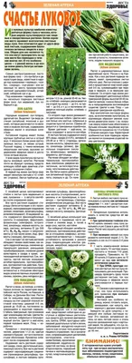 Bayer Crop Science Россия - Фанданго — новый эффективный продукт для защиты  лука, разработанный Байер. Он предохраняет посевы от полного спектра  опасных заболеваний и помогает вырастить крупный здоровый лук с плотной  чешуей.