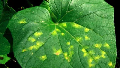 Болезни огурцов фото листьев лечение фотографии