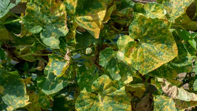 Желтые пятна на листьях огурцов: что делать, почему появляются, чем лечить  и обрабатывать в теплице и открытом грунте