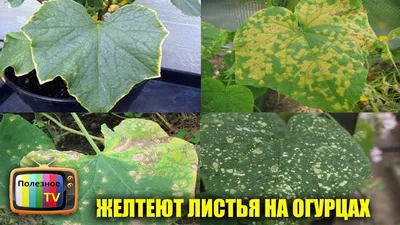 Почему желтеют листья на огурцах - причины, что делать | Новости РБК Украина
