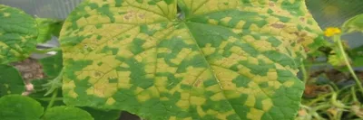 Почему появляются ржавые пятна на листьях огурцов и как с ними бороться