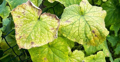 Болезни огурцов: фото листьев, лечение растений и подкормки