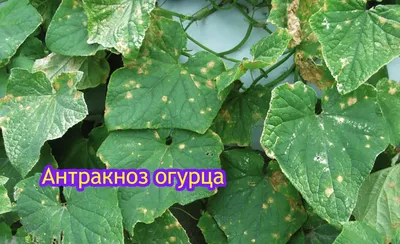 Почему у огурцов желтеют и сохнут листья и что с этим делать | На грядке  (Огород.ru)