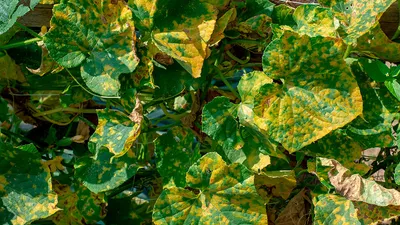 На листьях огурца появились пятна. Что это за болезнь? Как защитить  растения от конденсата в теплице? - ответы экспертов 7dach.ru