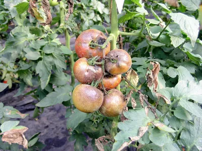 Почему скручиваются, желтеют, белеют листья у помидор, что делать с  болезнями томатов, как бороться с фитофторозом, кладоспориозом - 10 июля  2022 - НГС
