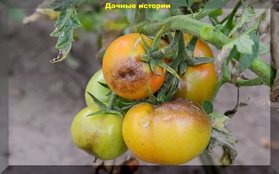 Болезни томатов, вершинная гниль, растрескивание плодов: основные проблемы  при выращивании томатов | Дачные истории | Дзен