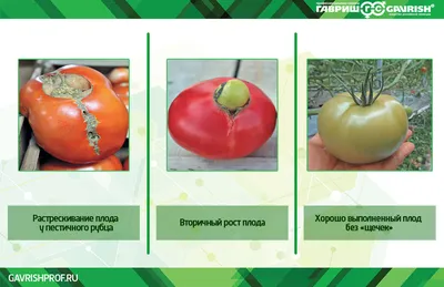 Нарушение формы плодов томатов | Гавриш