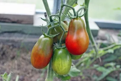 BB.lv: Почему томаты при созревании окрашиваются неравномерно