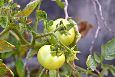 Инфекционные заболевания томатов при выращивании в защищённом грунте