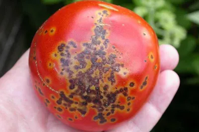 Болезни томатов. Вершинная гниль томатов Почему чернеют плоды помидоров  снизу - YouTube
