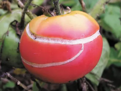 Новые, стойкие к болезням сорта помидоров снижают риск инсульта