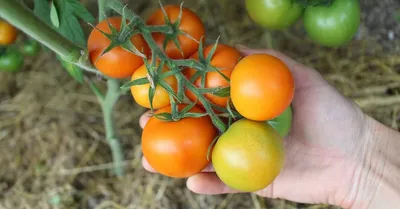 Почему томаты при созревании окрашиваются неравномерно | На грядке  (Огород.ru)