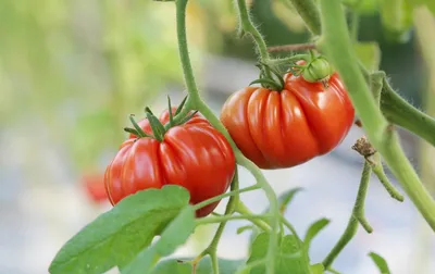 Заболевания томатов: бактериальные и вирусные причины, описание и их лечение