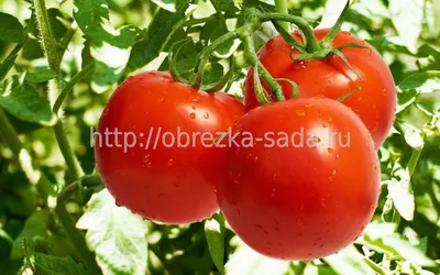 Нарушение формы плодов томатов | Гавриш