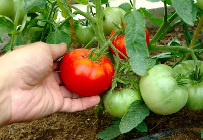 Болезни томатов и их лечение | Дача Сегодня