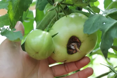 Пожухлые листья, неурожай и вредители: каких ошибок стоит избегать,  выращивая помидоры? - Декор