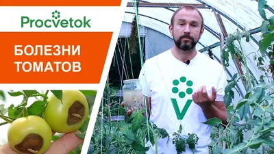 Фитофтора на томатах: фунгициды от фитофторы и профилактика - \"Професійне  насіння\"