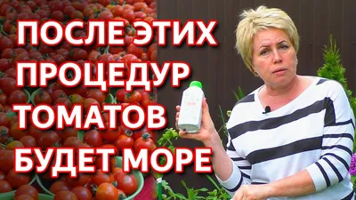 Болезни помидор: как определить и чем лечить, 5 простых правил профилактики  | Огород Мечты | Дзен