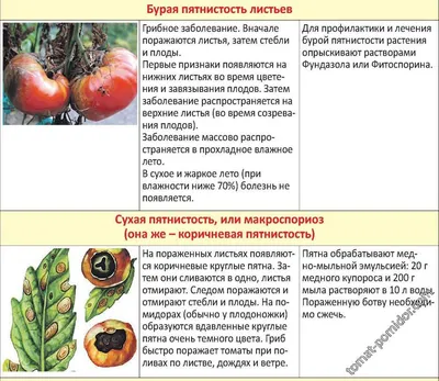 Виды болезней томатов - Agro-Market