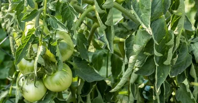 Скручивание листьев томата. Причины и решения проблемы. - YouTube