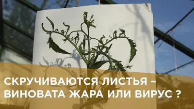 Скручиваются листья у томатов? Основные причины и методы предотвращения |  Агро Сіті