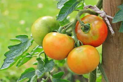 У помидоров желтеют и скручиваются листья: что делать, как бороться с  фитофторой и кладоспориозом - 16 июля 2022 - 74.ru