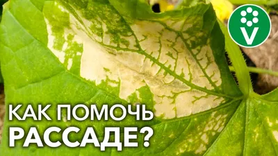 Виды болезней томатов - Agro-Market