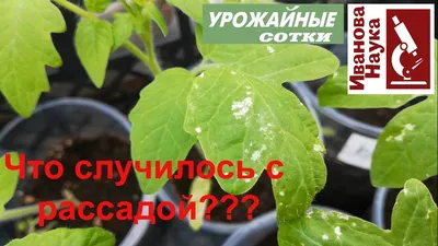 Виды болезней томатов - Agro-Market