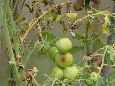 Вредители томатов: вредители помидоров и борьба с ними - Agro-Market