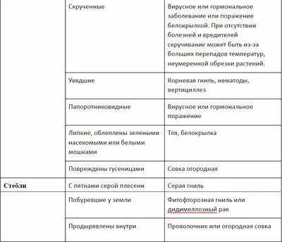 БОЛЕЗНИ ТОМАТОВ И ИХ ЛЕЧЕНИЕ ᐉ кладоспориоз, трахеомикозные увядания,  бактериозы и вирусные инфекции и др. | NEW-SEEDS.COM.UA