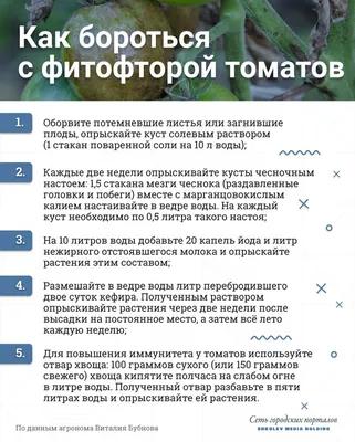 Болезни томатов: 5 самых распространенных | На грядке (Огород.ru)