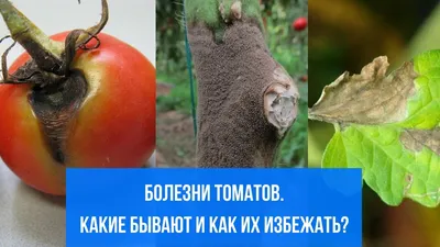 Болезни томатов. Возможные варианты лечения. | ВКонтакте