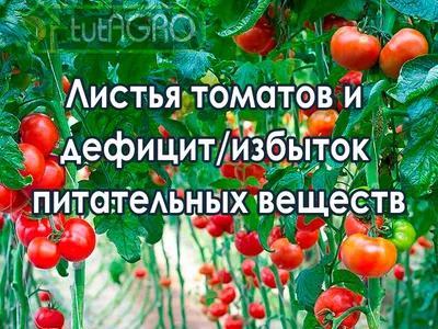 Чем болеют томаты и как их лечить - GrowHobby.ru