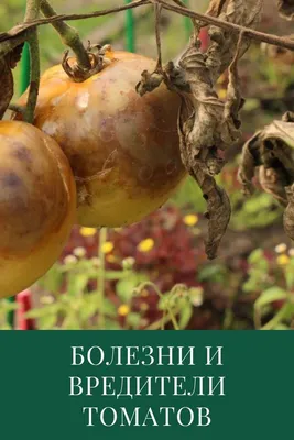 Пятна на плодах томата: болезнь или особенность сорта | На грядке  (Огород.ru)