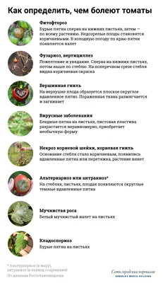 Виды болезней томатов - Agro-Market