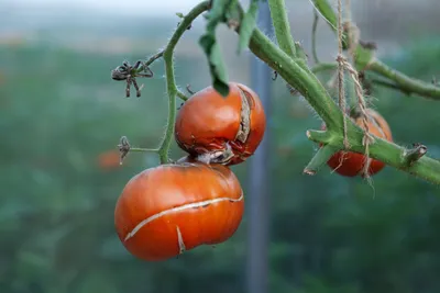 Виды болезней томатов - Agro-Market