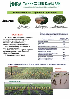 Болезни зерновых культур - рейтинг вредоносности заболеваний | Блог LNZWeb